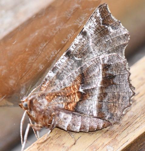 Selenia dentaria